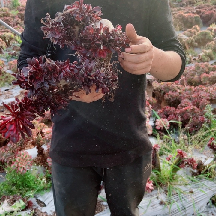 丽娜醉话96号多肉法师