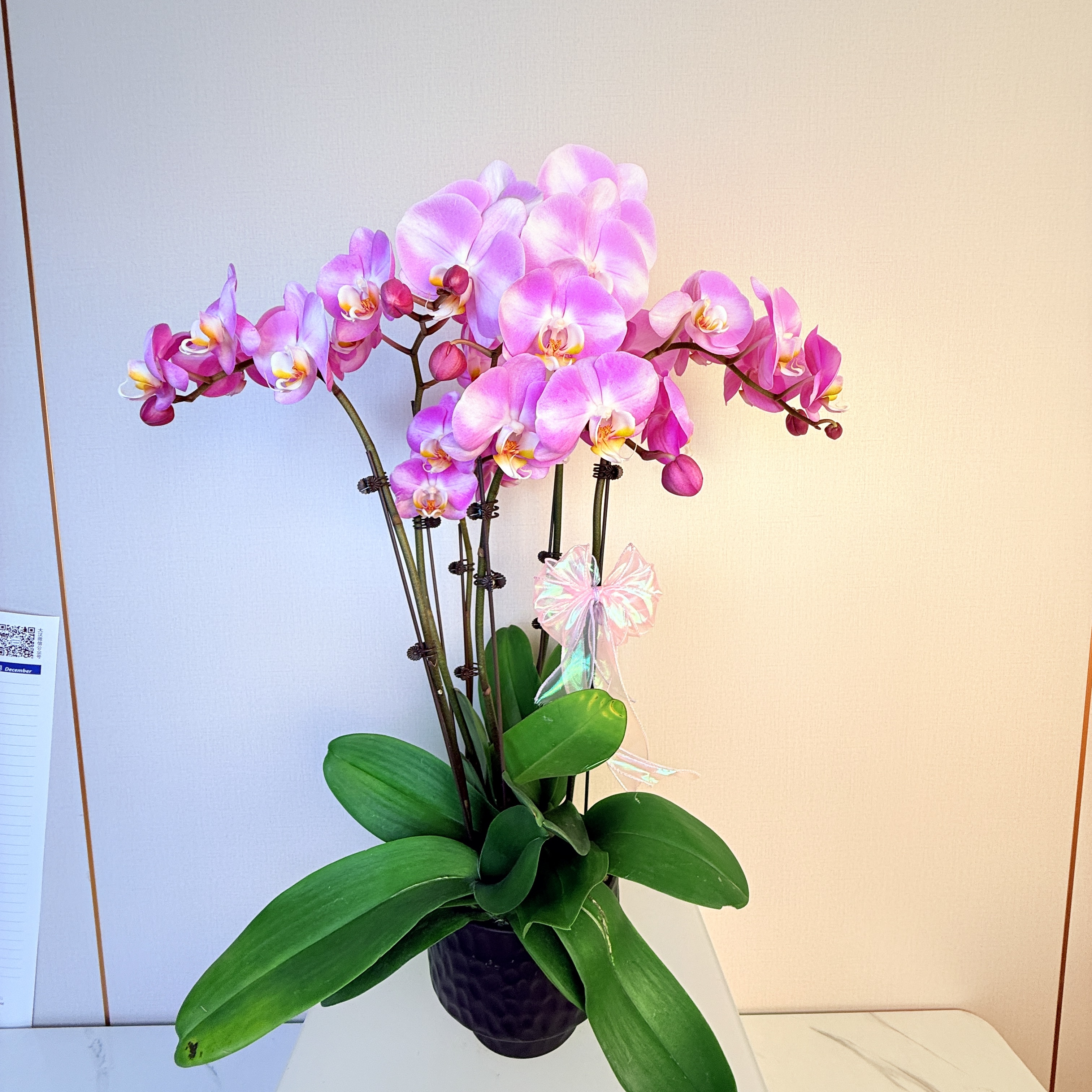 蝴蝶兰【粉霞】室内客厅阳台花卉 