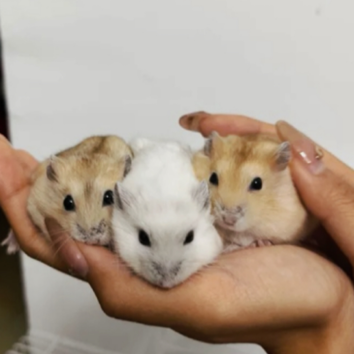 【包邮】仓鼠小宠宝宝喜爱的三线银狐紫仓布丁