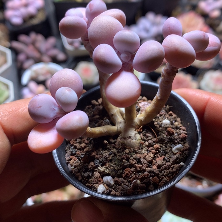 桃蛋群一物一拍多