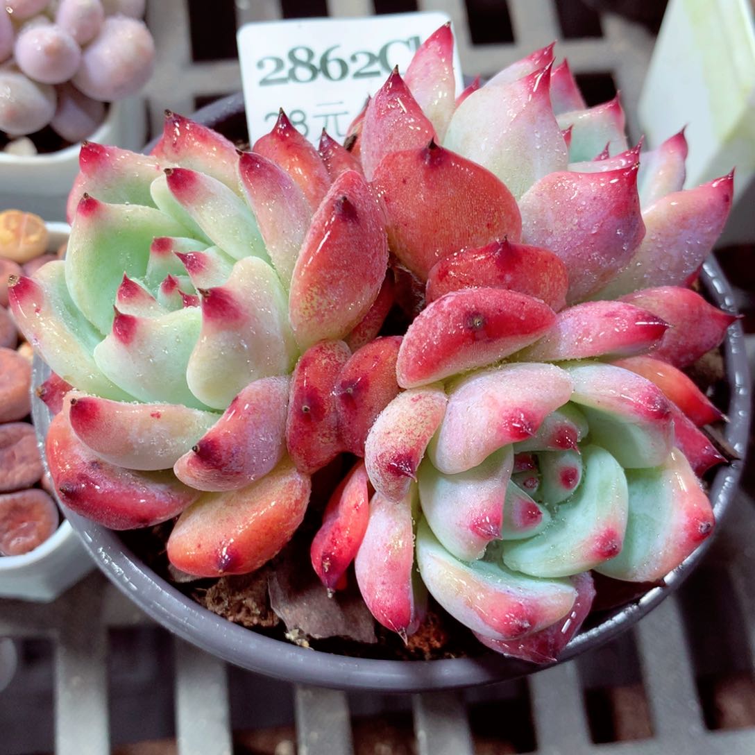 5厘米盆精控多肉2862