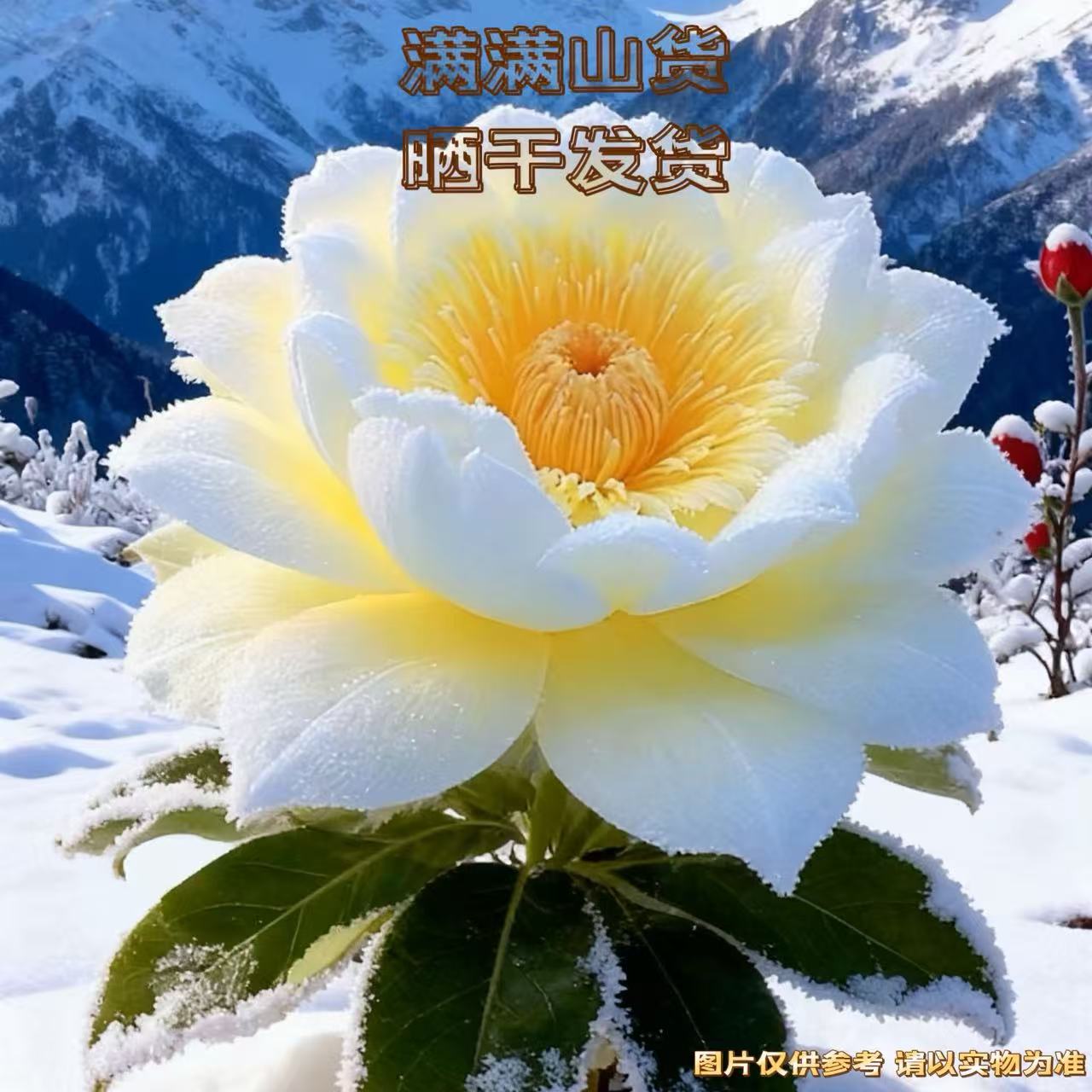 满满滋补~【高山雪莲】霸王花