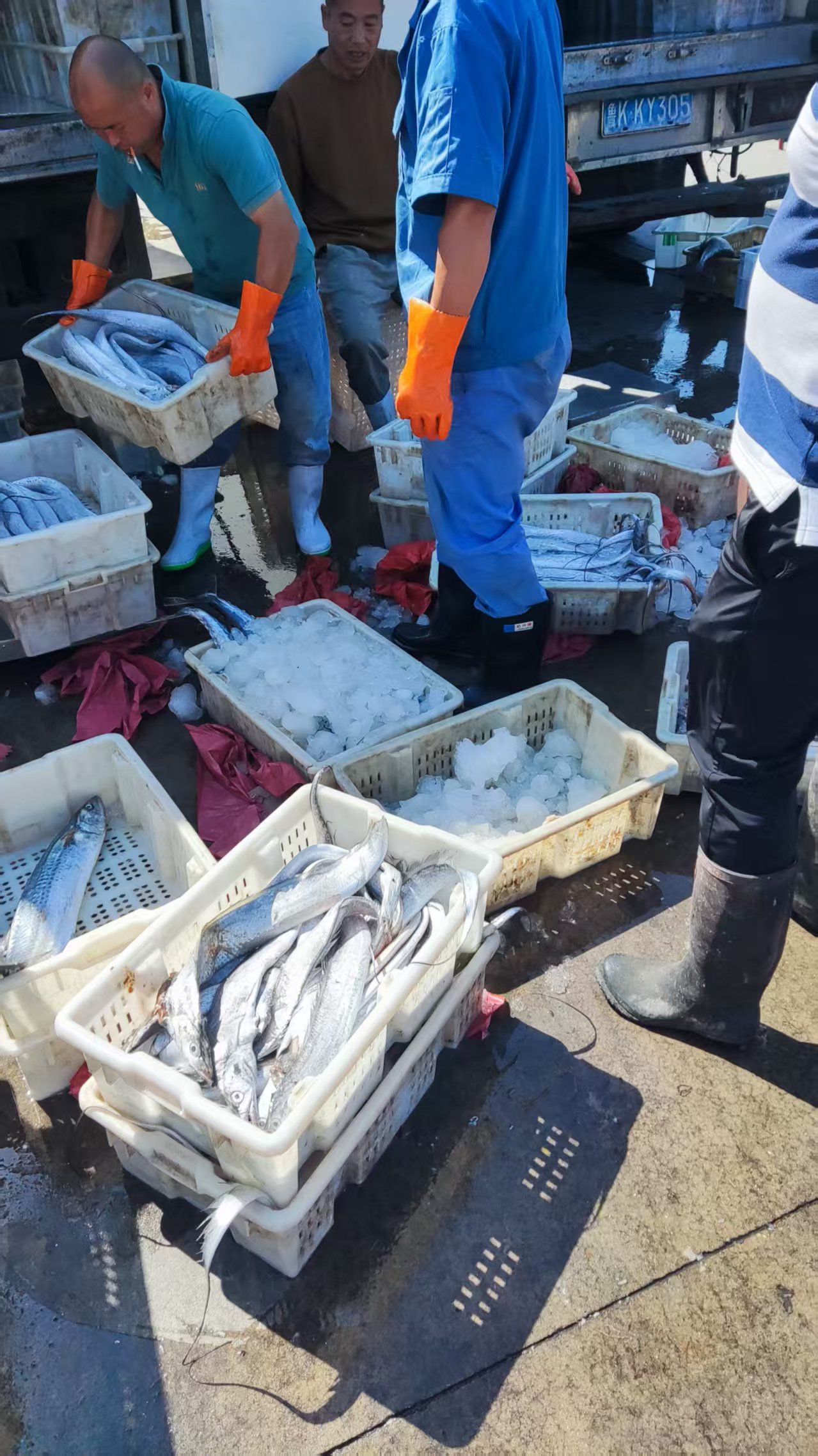 【顺丰包邮】渤海湾小眼油带鱼精品刀鱼无骨节大宽带鱼冷水鱼