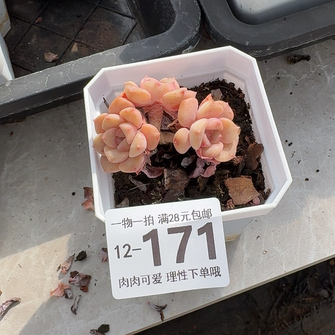 棒***）哆啦A梦无盆发货无