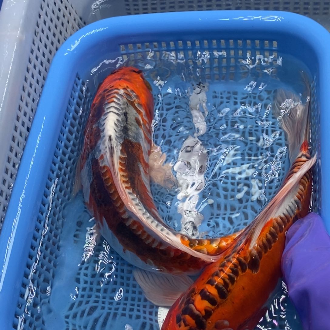 锦鲤冷水锦鲤包邮