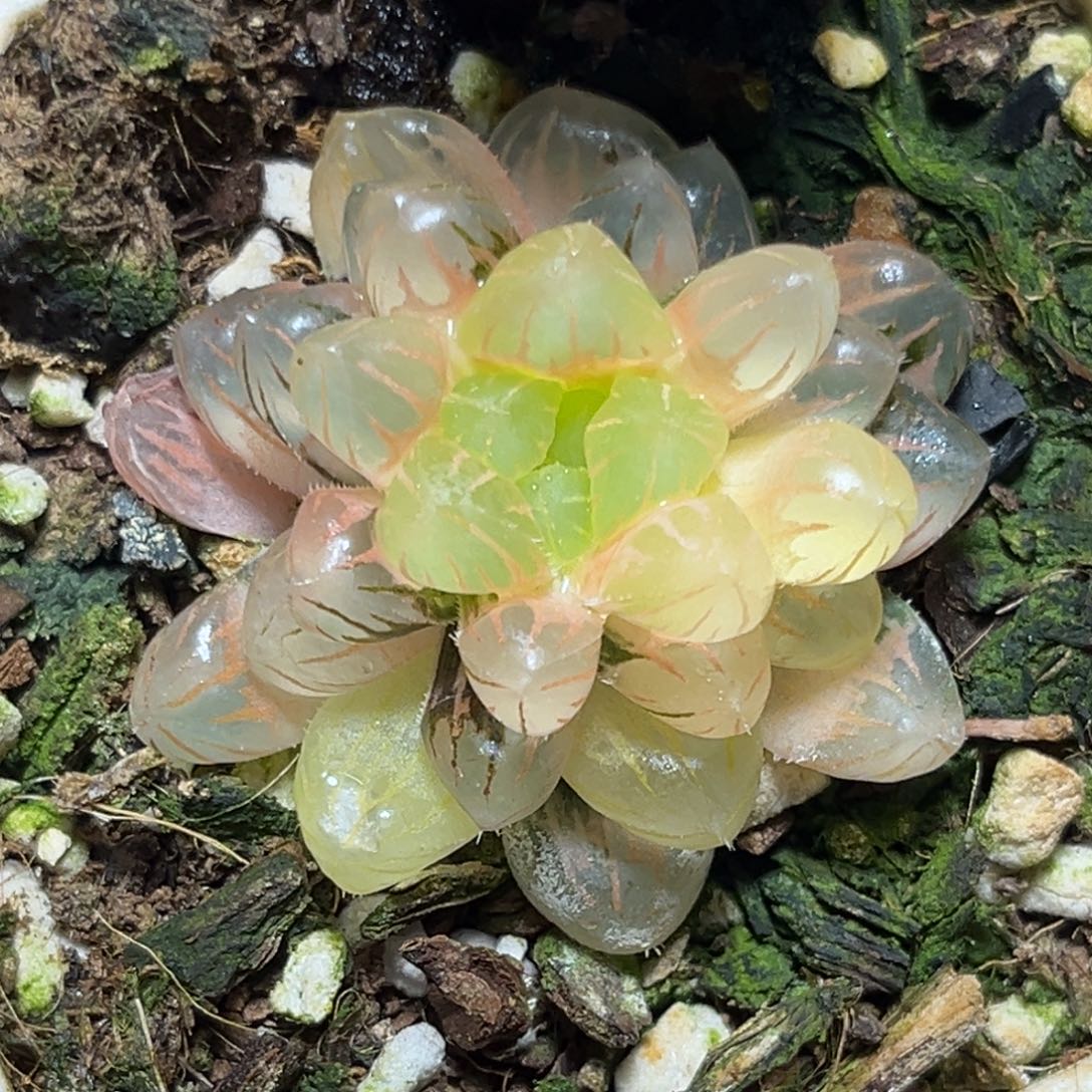 恭喜发财大吉大利621