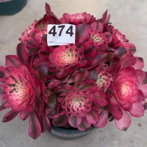 474荔枝20厘米左右