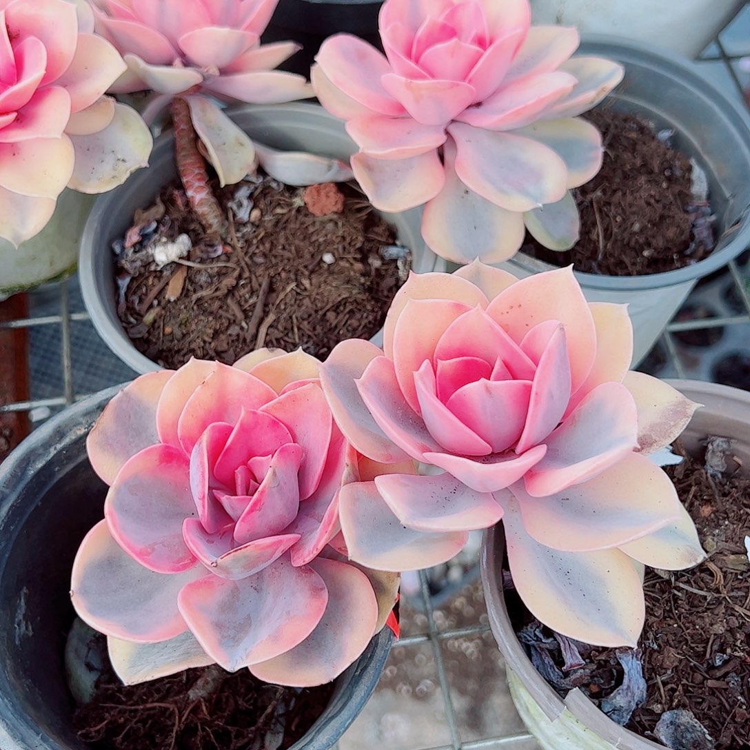 彩虹大单头精品二盆