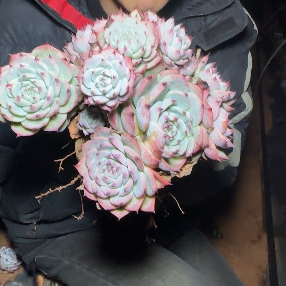 地栽吉娃娃多肉1棵