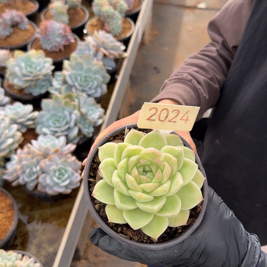 梨花白单头。 2024号。   