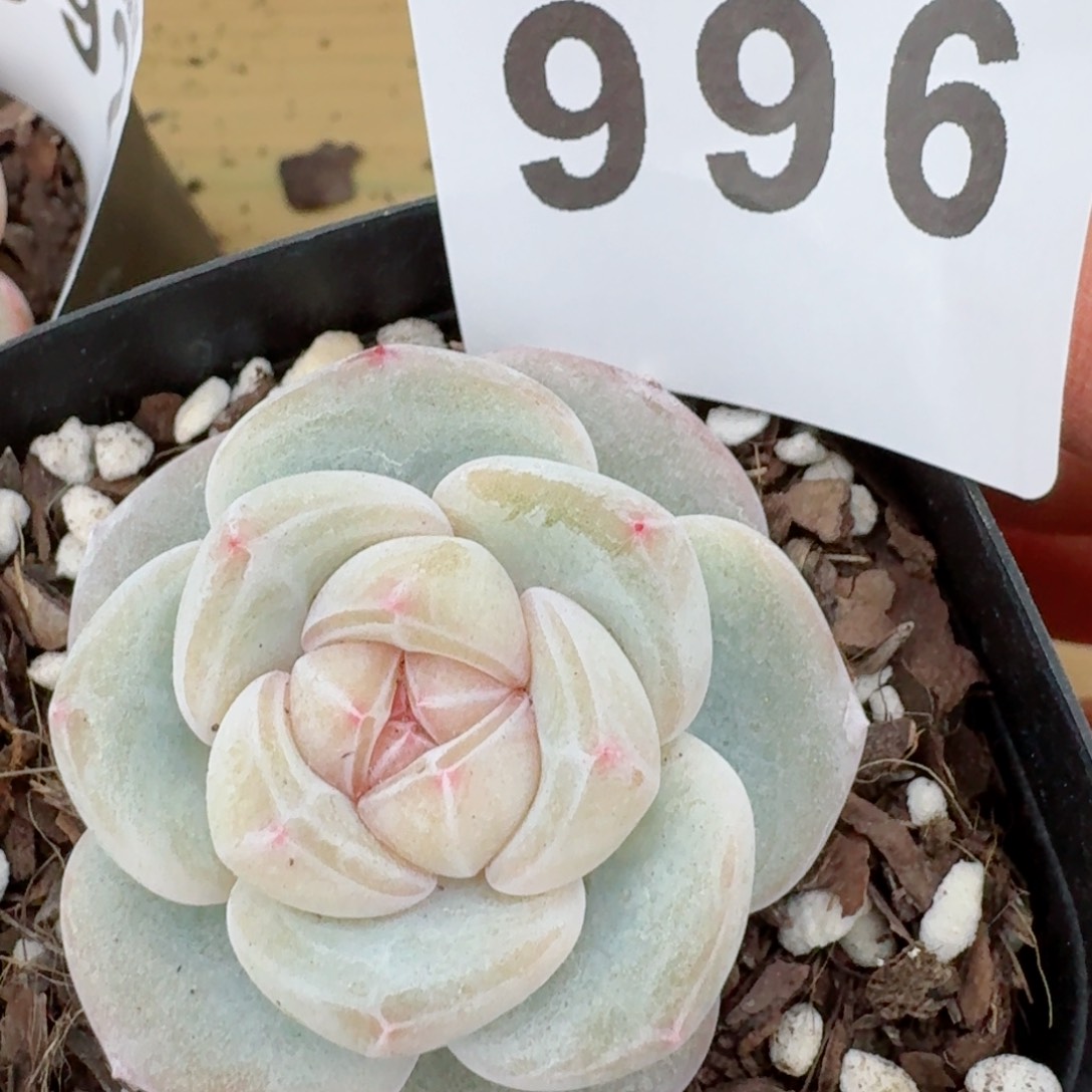 桃贝贝白底         精品多肉