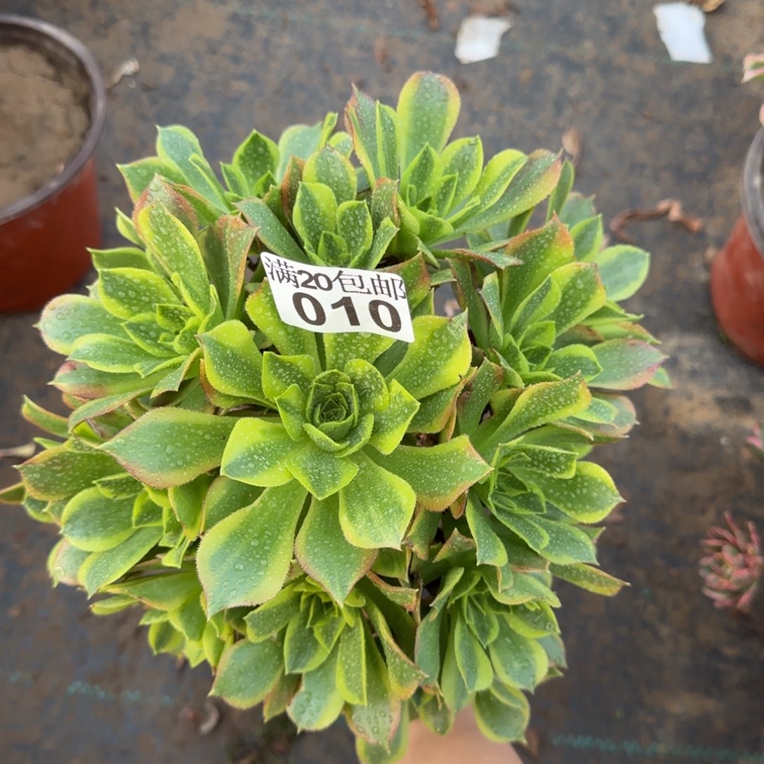 青檬多肉010满28包邮断枝不包