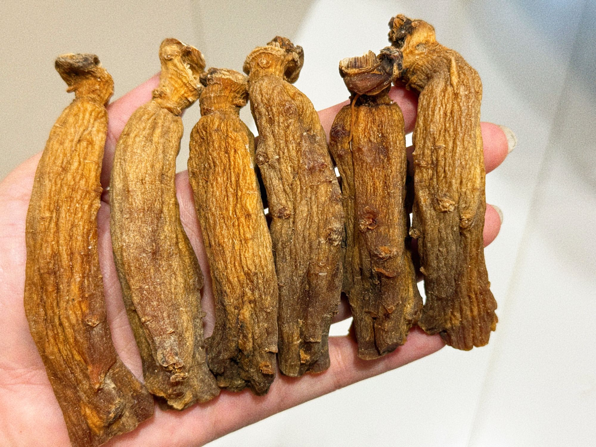 整枝高丽参  高丽参