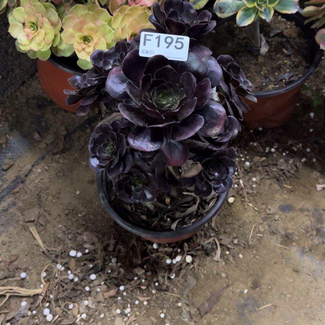 195黑法师多肉植物法师多肉