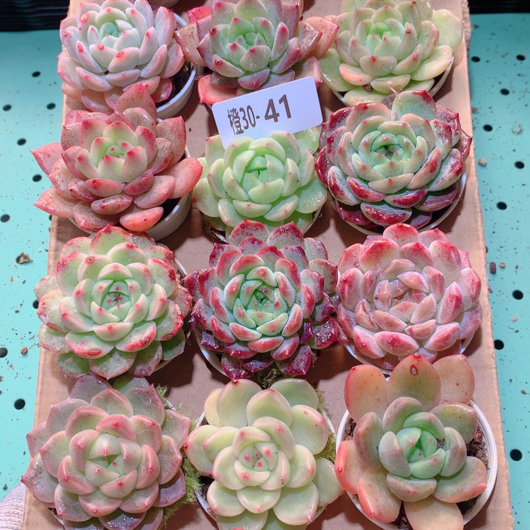30-41一物一拍多肉带盆18颗