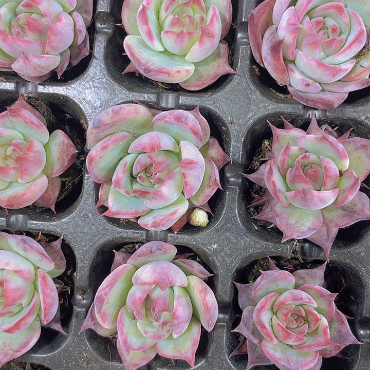 惊鸿仙子【满10颗包邮】