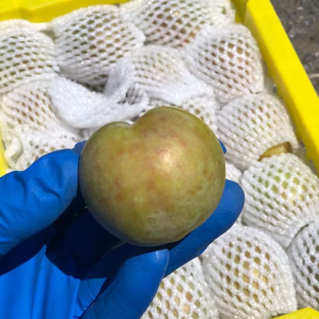 帝恐龙蛋毛3斤，脆口吃，果味浓，7甜3酸，老过瘾了！带手感时吃，果味更浓北京市