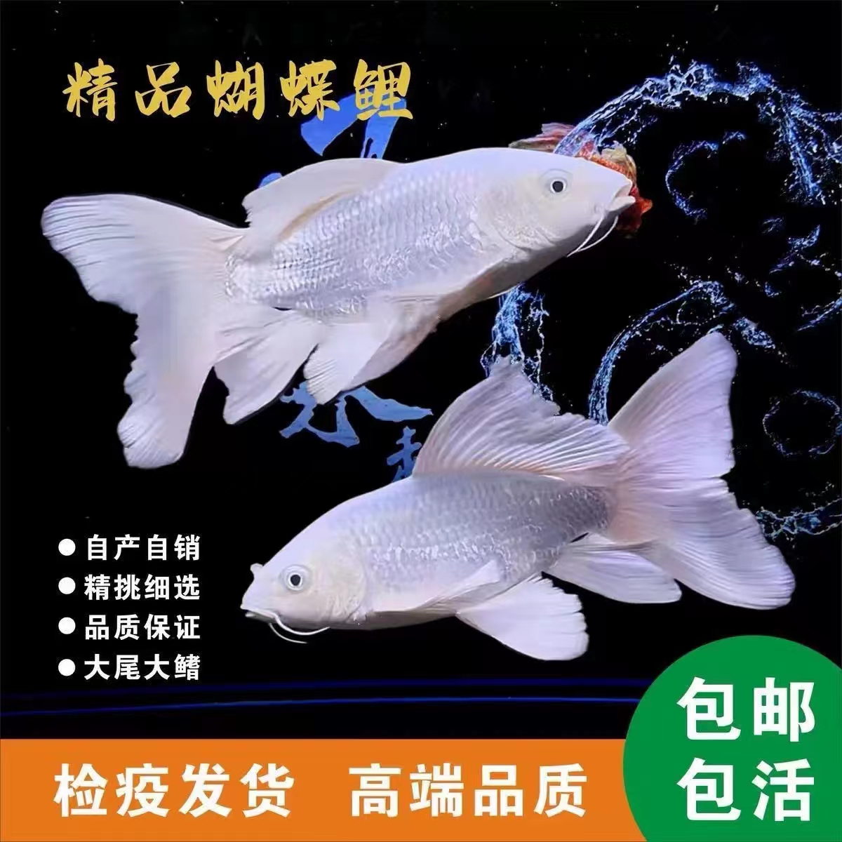 RR主播搭配纯种蝴蝶鲤鱼直发精品蝴蝶鲤观赏鱼