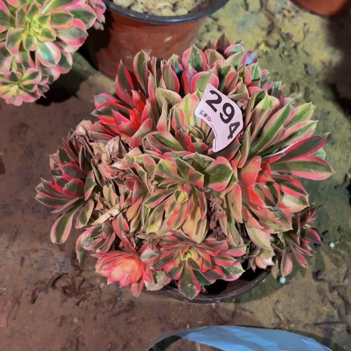 294糖果菊多肉植物不售后