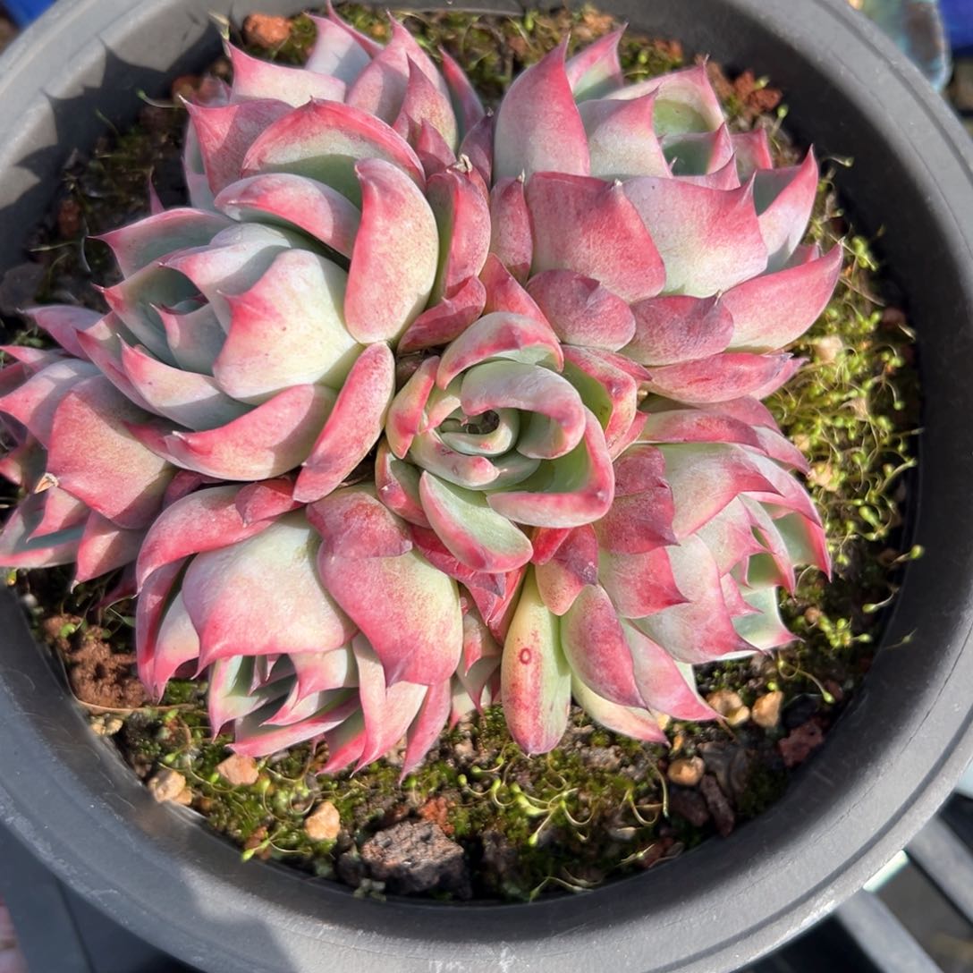 惊鸿仙子有砍7头