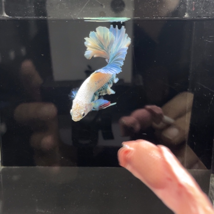 斗鱼概查缸好乖好458