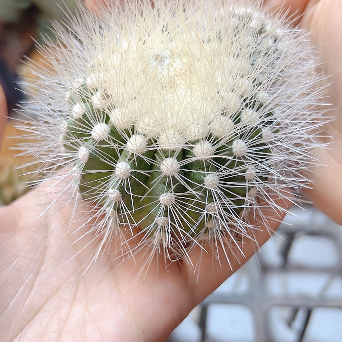 龙爪属雷雪丸无根球体6公分刺会压趴