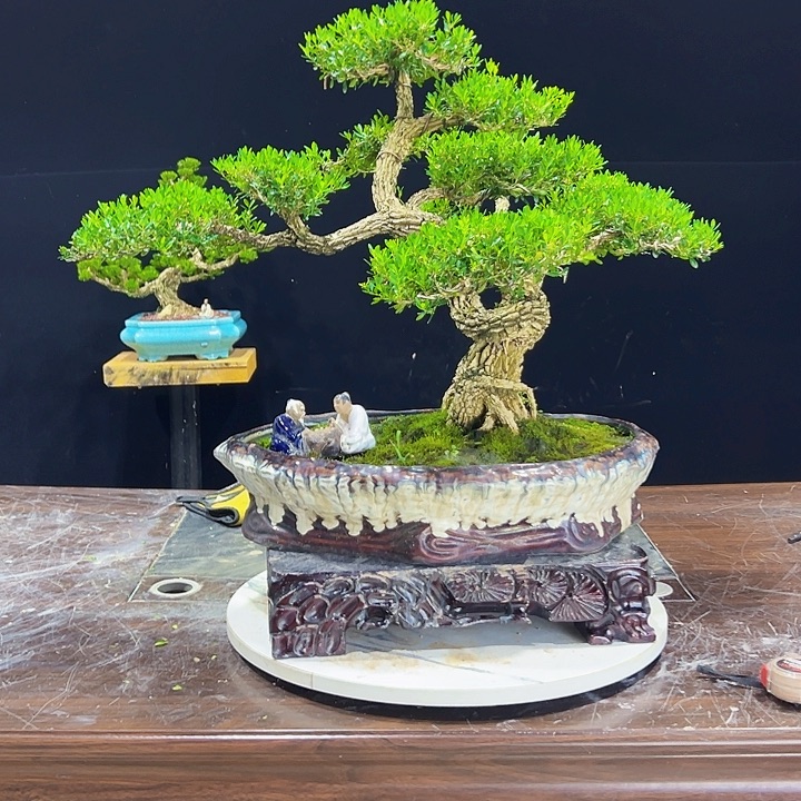 广东皱皮雀舌还有