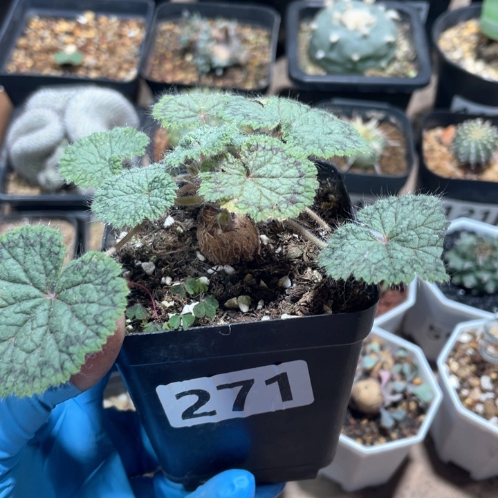 271圆叶洋葵块根