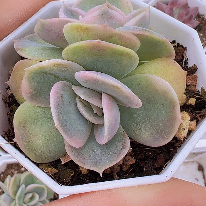 双头蓝色惊喜锦19包邮