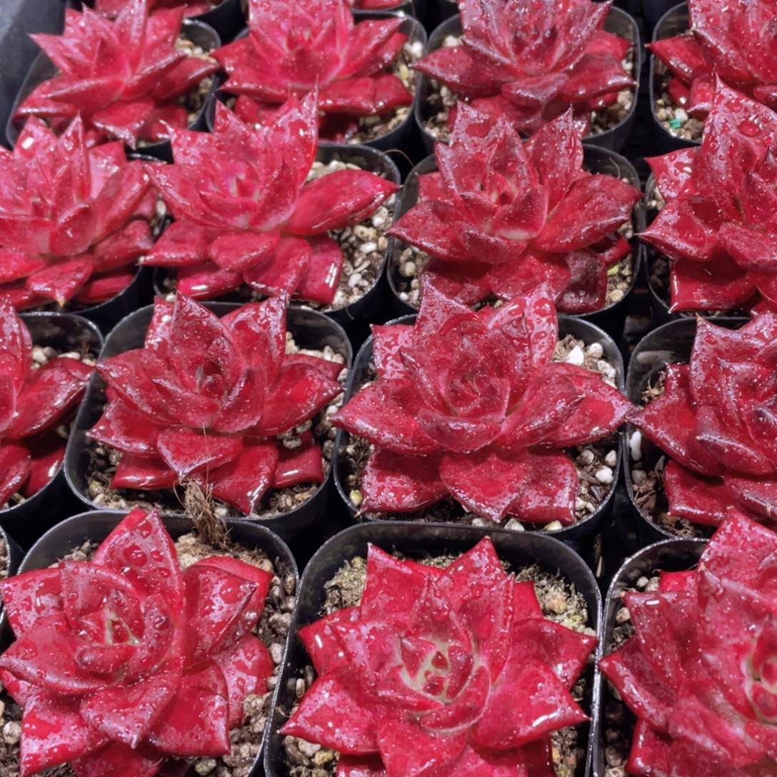 量拍35号 血色罗宾单头2个