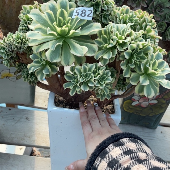 多肉植物的生长发育及繁殖等特点