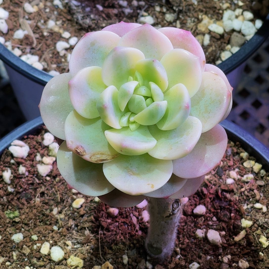 香草锦 非偏远包邮 多肉