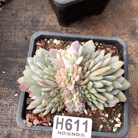 星星橙缀化611 亏本处理退款拉黑7-8天发货