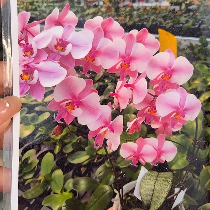 完全开放2.5寸杯M606脉纹西