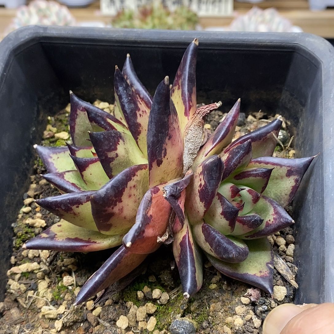 19152 状态乌木双头