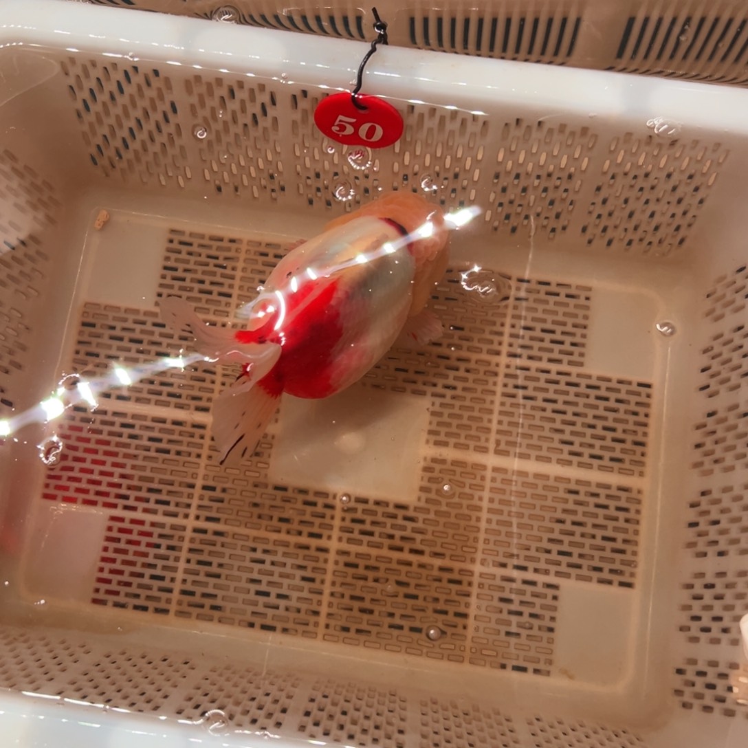 奋***斗海水鱼你好意思的啊亲