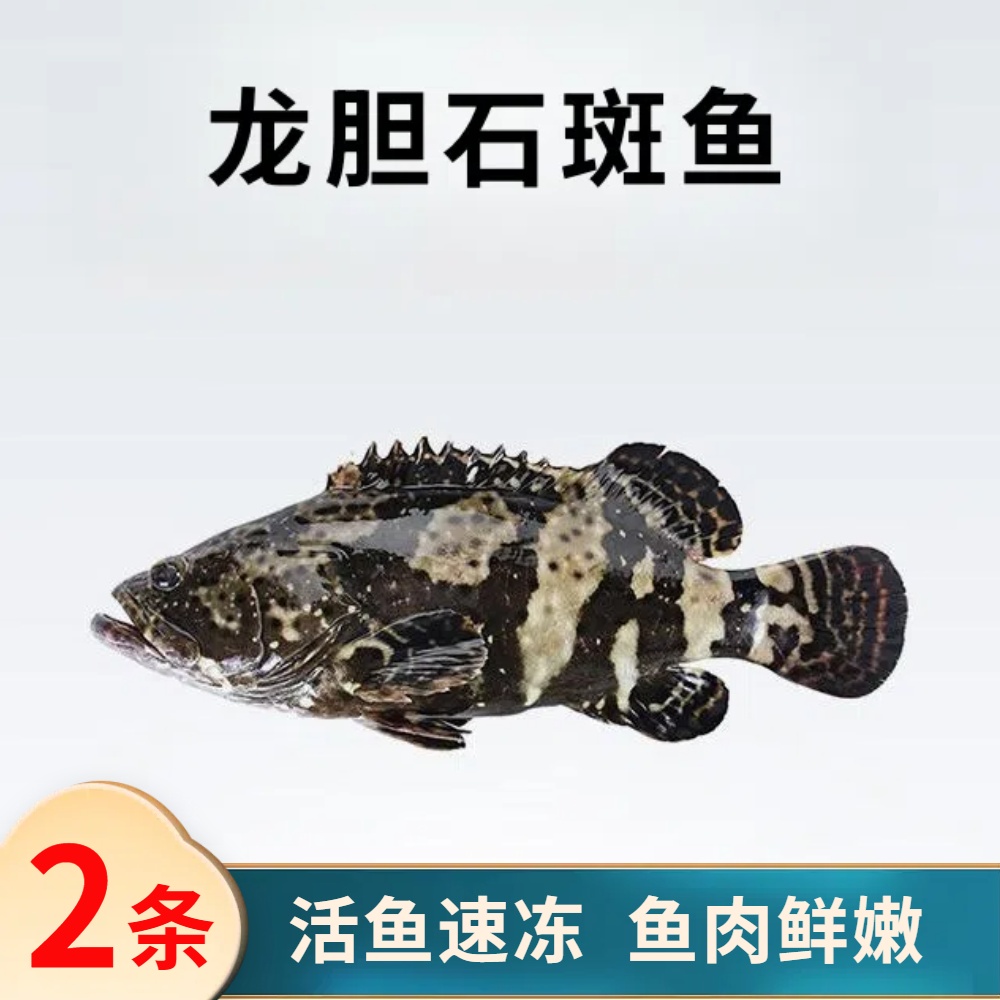 大石斑鱼2条共3斤广东海鲜珍珠老虎青斑鲜活速冻非活发