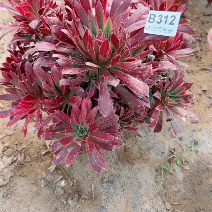 312孔雀斤多肉植物