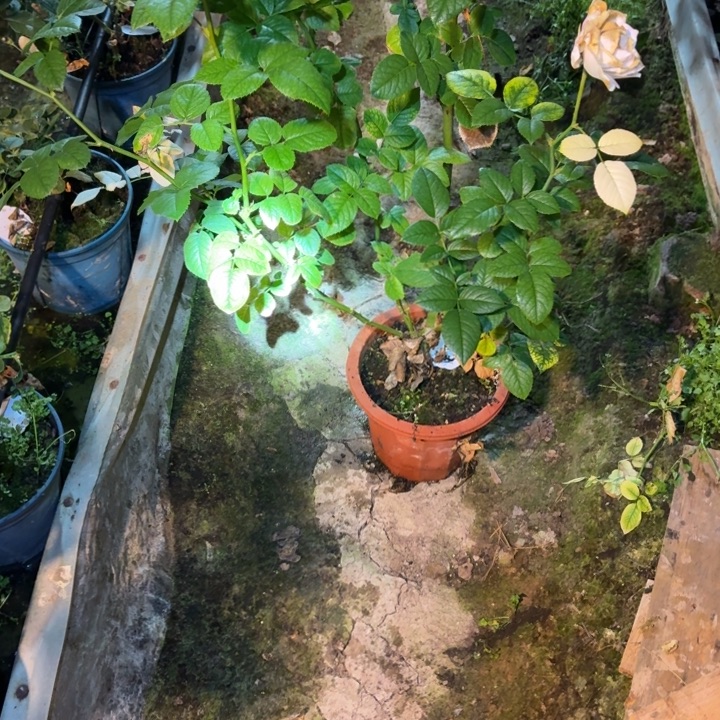 无花朵124一加仑苗