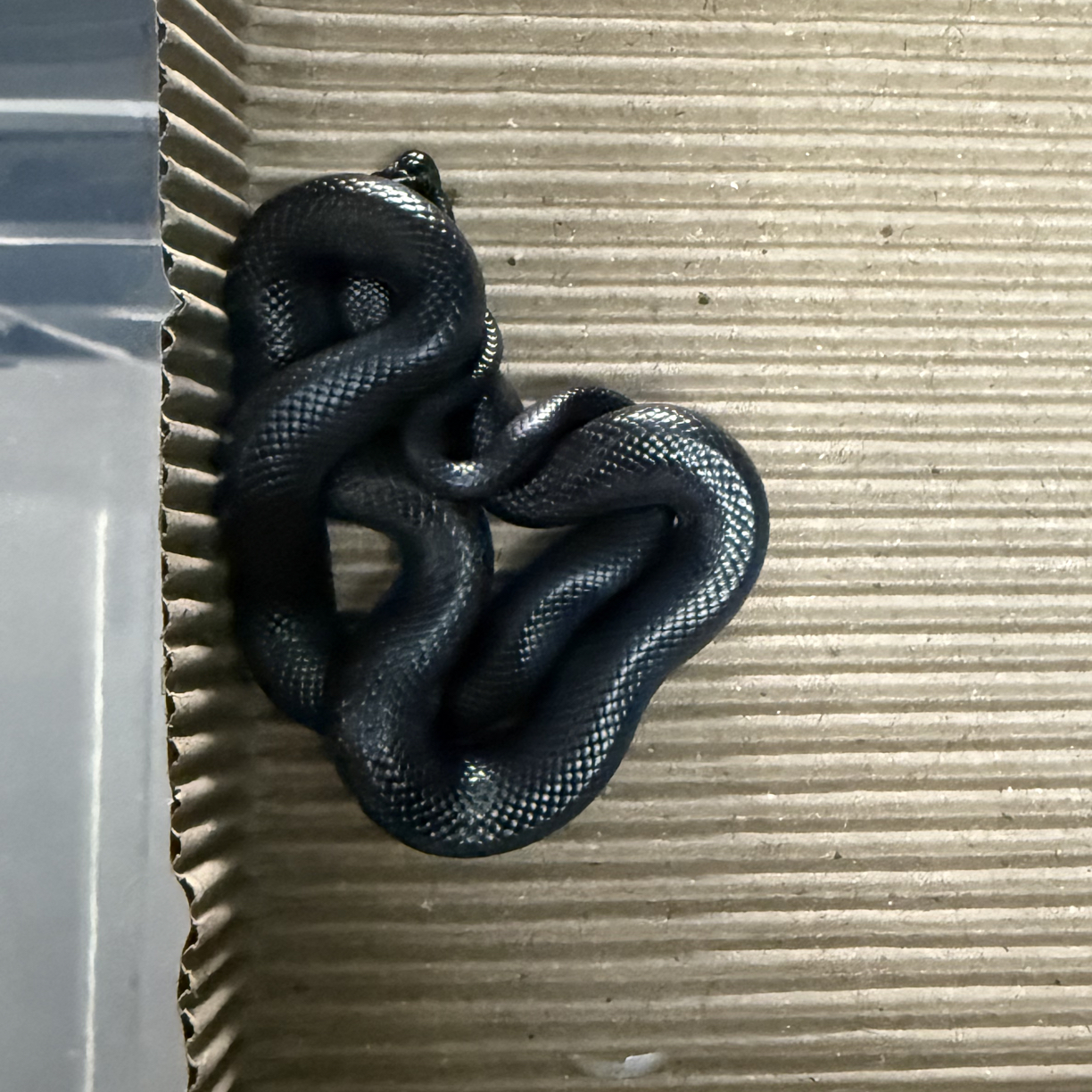 五彩斑斓的黑王蛇宝宝宠物蛇