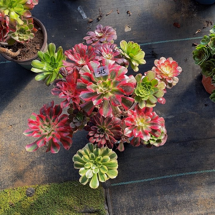 清***来架接000000000000215号