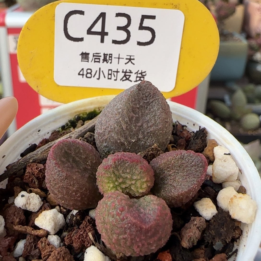 水蜜桃。    435。   