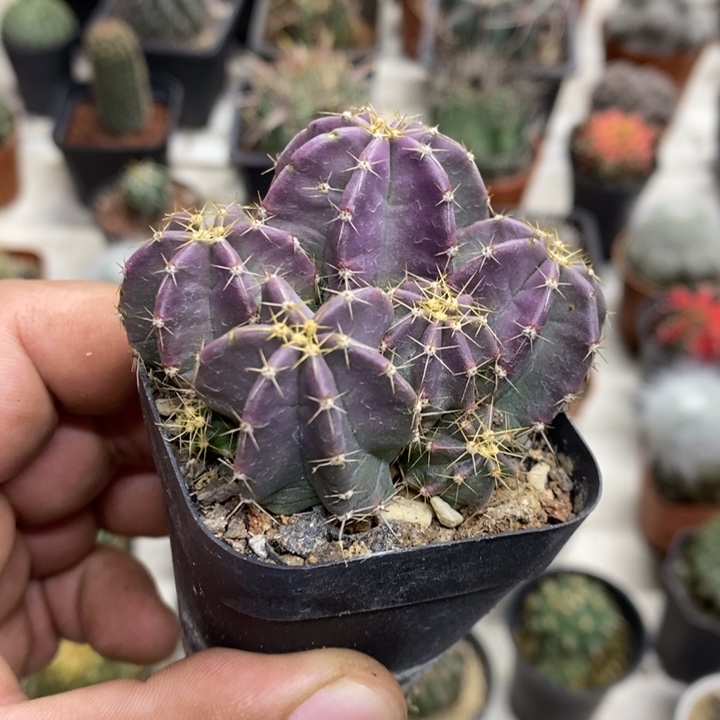 实生微刺虾特价福利4