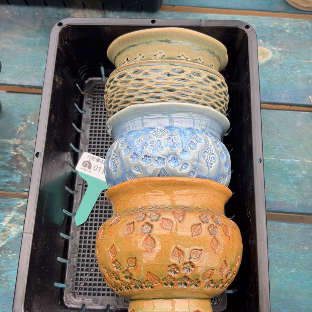 多肉精选编号0116.191