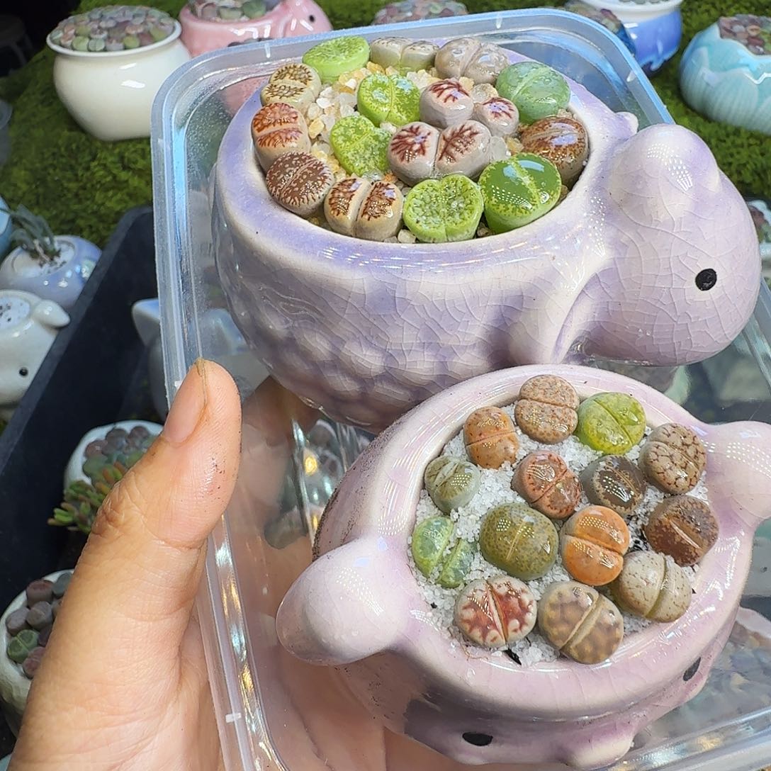 多肉植物福利冲658