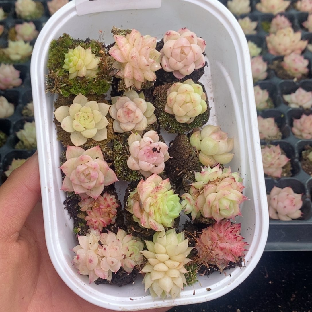 商***朝2-127 新疆西藏内蒙不发其他一单包邮两到三公分