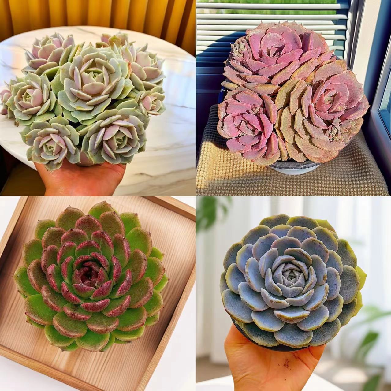 4颗组合（汉堡+黑曼巴+露娜莲+粉蝶）带盆 以直播间为准