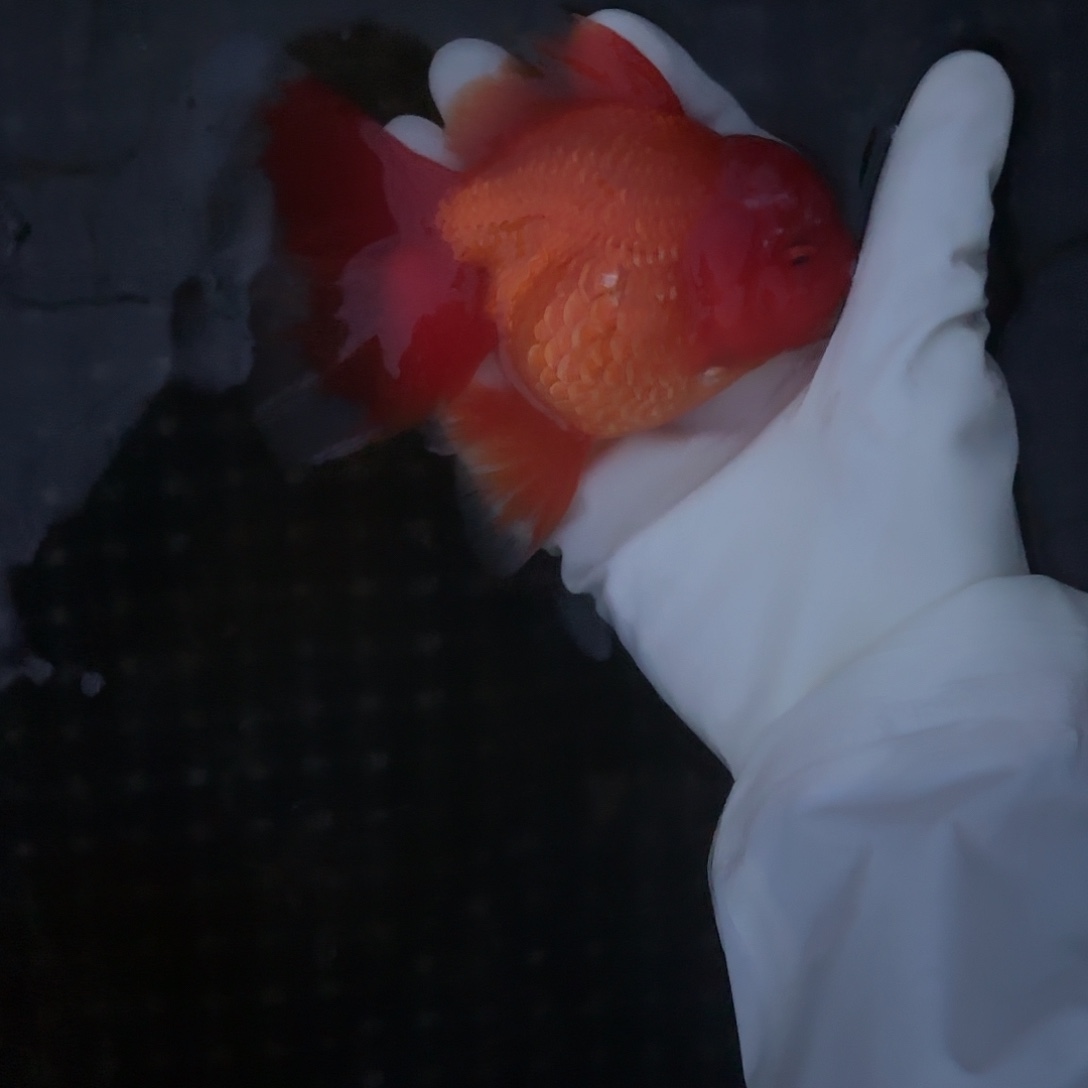 金鱼金鱼1855888744