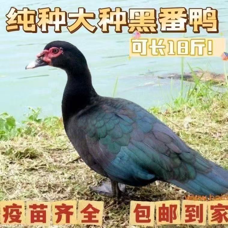 番鸭苗活的西洋鸭宠物鸭【顺丰活禽专线】
