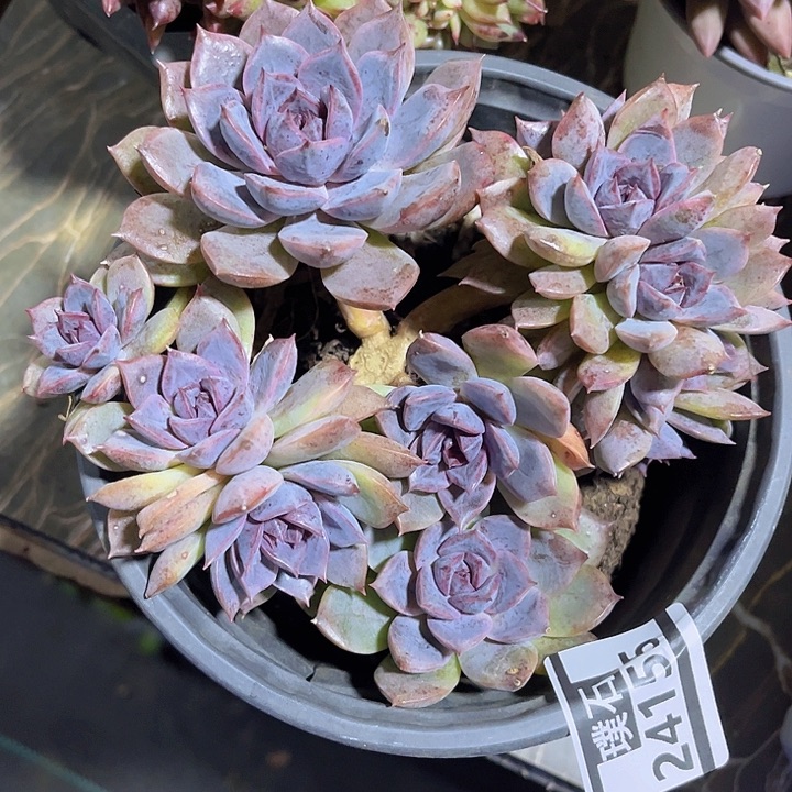 紫薰24155多肉植物